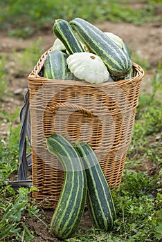 Pattypan, white squash, Cucurbita pepo and zucchini in a basket