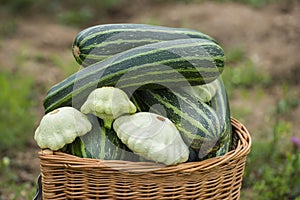 Pattypan, white squash, Cucurbita pepo and zucchini in a basket