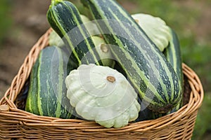 pattypan, white squash, Cucurbita pepo and zucchini photo