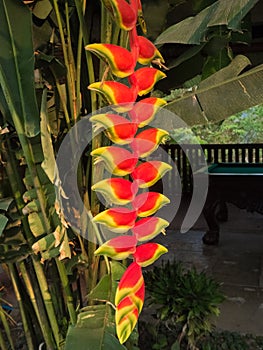 `Patuju Rostrata` or `Common Lobster Claw` Heliconia plant growi