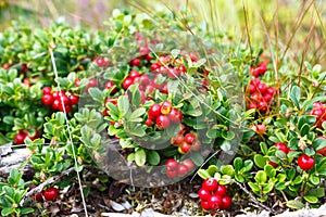 Patulent lingonberry bush.