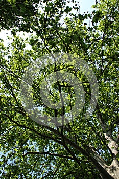 The patulous tree-top