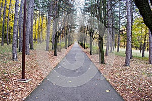 Patway among old woods in deep forest