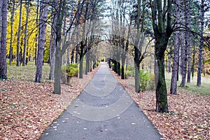 Patway among old woods in deep forest