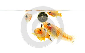 Group of four Paty Fish on white background photo
