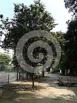 Pau Brasil Tree in Catacumba Park Lagoa Rodrigo de Freitas Rio de Janeiro Brazil.