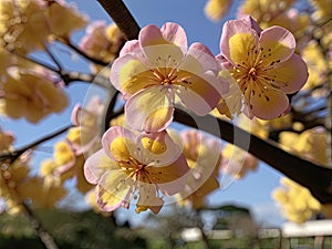 Pau d\'Arco (Tabebuia impetiginosa) in the garden