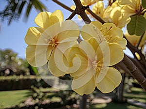 Pau d\'Arco (Tabebuia impetiginosa) in the garden