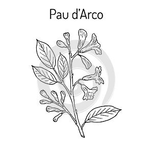 Pau d arco Tabebuia impetiginosa , or trumpet tree, medicinal plant