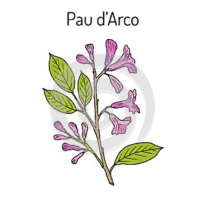 Pau d arco Tabebuia impetiginosa , or trumpet tree, medicinal plant photo