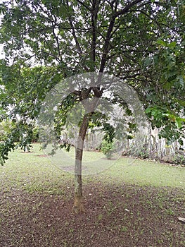 Brazilwood tree, (Pau-Brasil)Caesalpina echinata Lam. Family: Fabaceae. photo