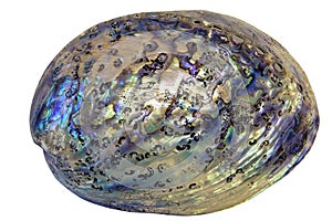 Paua Abalone Shell Closeup