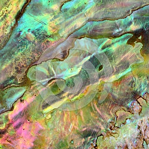 Paua Abalone Shell Detail