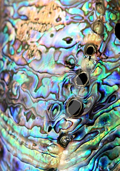 Paua abalone shell detail