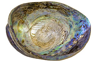Paua Abalone Shell Inside Closeup