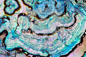 Paua Abalone shell mother-of-pearl texture pattern