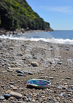 Paua Abalone shell washed up on the Kapiti Island Beach.