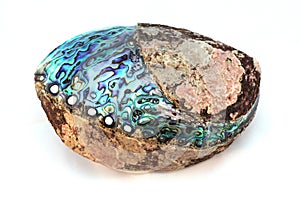 Paua shell