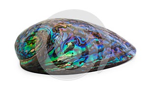 Paua Shell