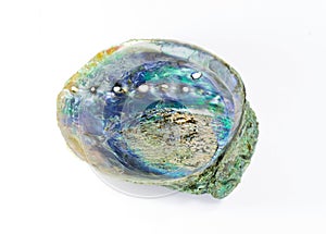 Paua shell