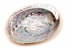 Paua shell