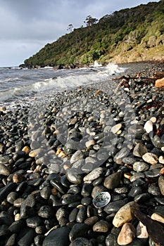 Paua shell on the rocky New Zealand coastline