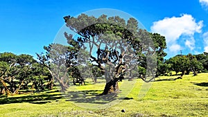 Paul da Serra, Fanal, Ilha da Madeira, Portugal, photo