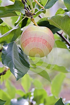 A paula red apple in a tree