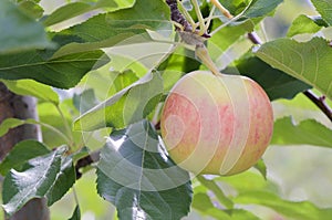 A paula red apple in a tree