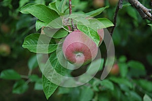 Paula Red Apples on the Tree