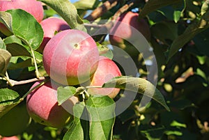 Paula red apples in tree, orchard branch