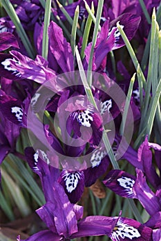 Pauline Dwarf Iris flowers