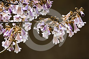 Paulownia blooms in Beijing in April