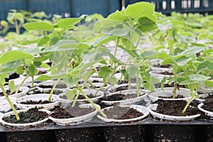 Paulownia elongata plant on farm