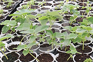 Paulownia elongata plant on farm