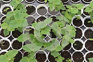 Paulownia elongata plant on farm