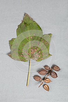 Paulownia elongate leaf and brown seed hulls.