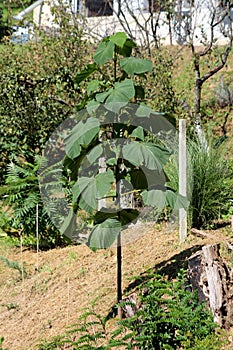 Paulownia fast growing deciduous tree with large dark green heart shaped leaves growing in local home garden