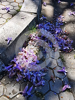 Paulownia flowers fallen near the curb