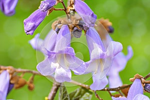 Paulownia Fortunei Flowers