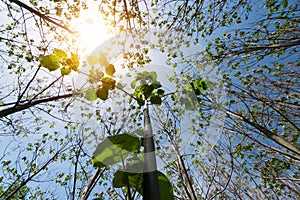 Paulownia tomentosa with fresh leaves in the spring. The tree fastest growing in the world