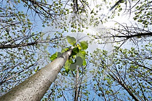 Paulownia tomentosa with fresh leaves in the spring. The tree fastest growing in the world