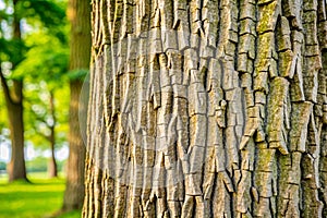 Paulownia Tree Bark Texture Nature's Design
