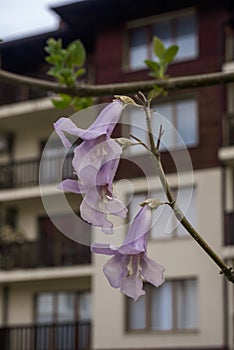 Paulownia tree Flowers of paulownia tomentosa in the courtyard of the house. The flowers are light purple, bell-shaped