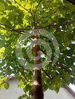 Paulownia tree