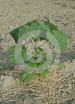 Paulownia Tree Plant