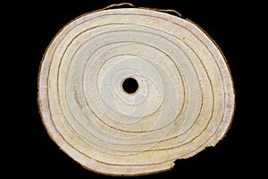 Paulownia wooden slice with annual rings growth rings isolated on black background. Fast-growing and lightweight sustainable