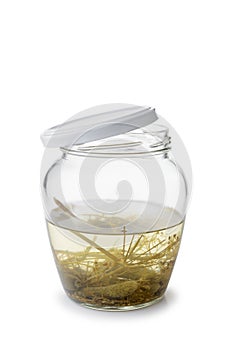 Paunchy Glass Jar with Gherkins