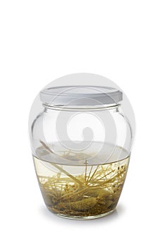 Paunchy Glass Jar with Gherkins photo