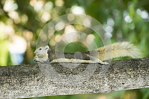 Paunchy squirrel lay on tree photo